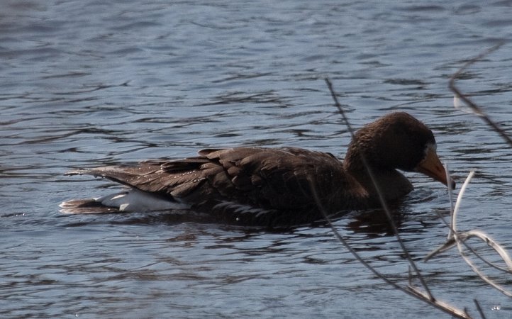 Photo (7): Greater White-fronted Goose