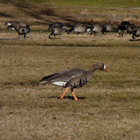 Photo (14): Greater White-fronted Goose