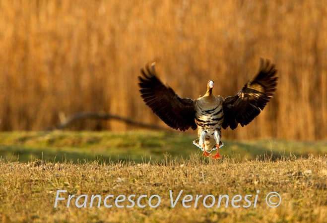 Photo (8): Greater White-fronted Goose