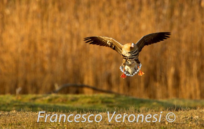 Photo (13): Greater White-fronted Goose