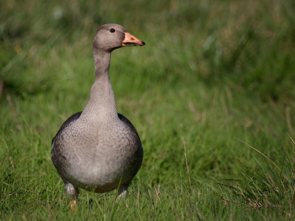 Photo (17): Greater White-fronted Goose