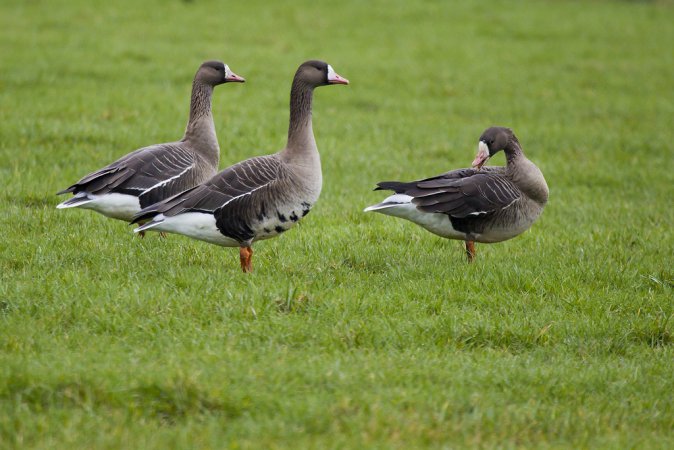 Photo (2): Greater White-fronted Goose