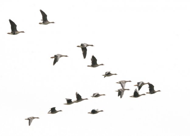 Photo (12): Greater White-fronted Goose