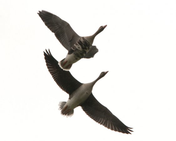 Photo (5): Greater White-fronted Goose