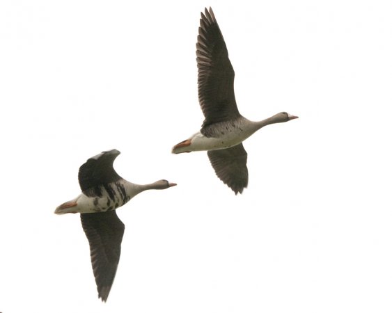 Photo (9): Greater White-fronted Goose