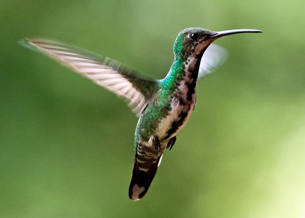 Photo (2): Green-breasted Mango