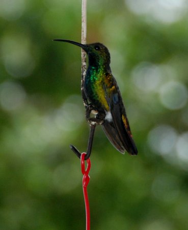 Photo (7): Green-breasted Mango