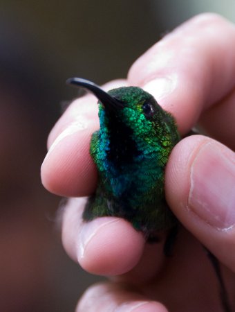 Photo (5): Green-breasted Mango