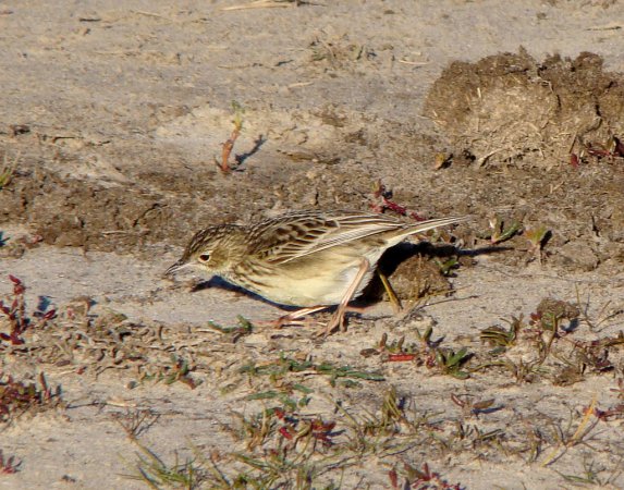Photo (4): Yellowish Pipit