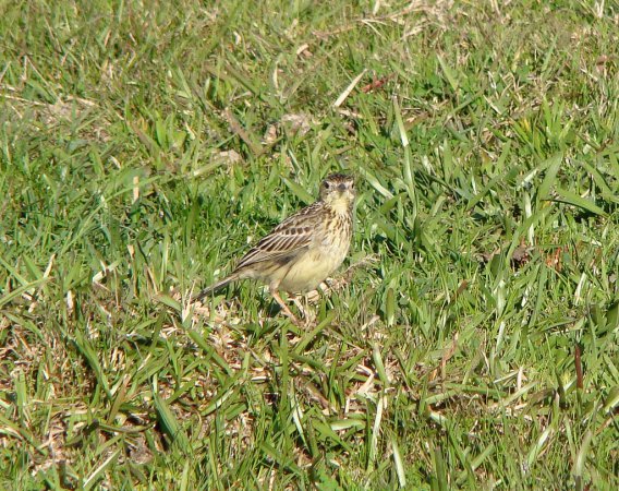 Photo (7): Yellowish Pipit