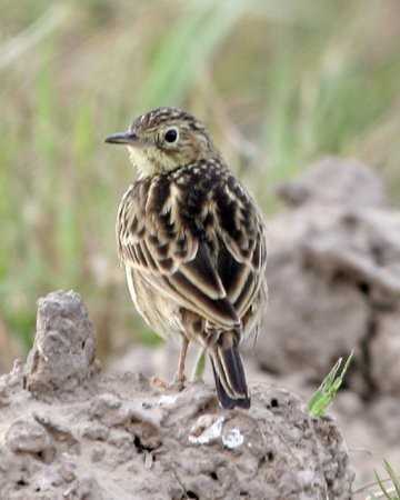 Photo (6): Yellowish Pipit