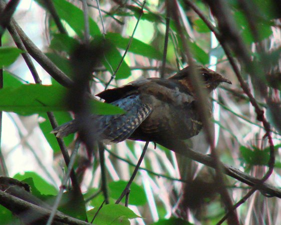 Photo (2): Rufous Nightjar