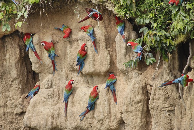 Photo (5): Red-and-green Macaw