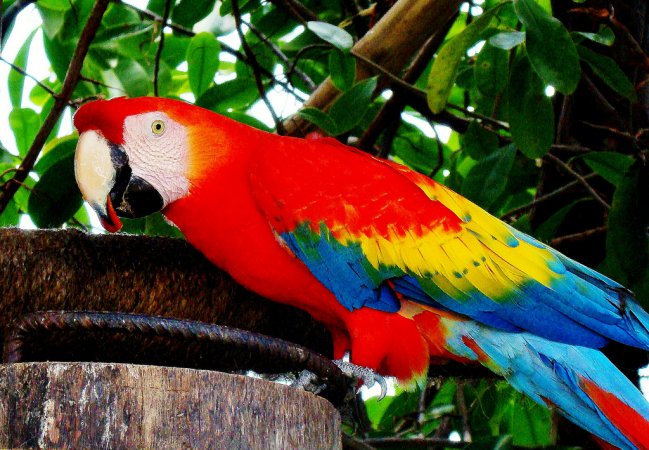Photo (2): Scarlet Macaw