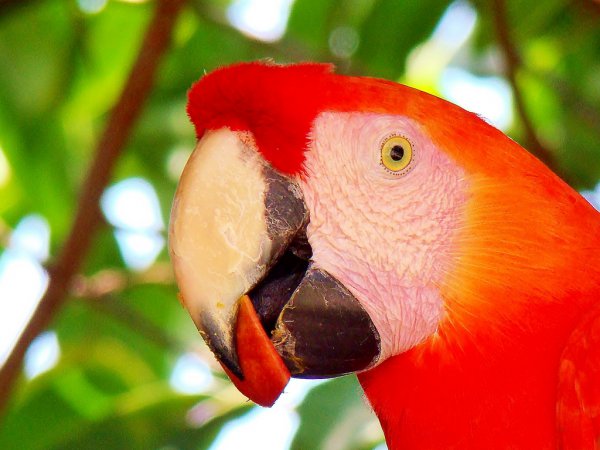 Photo (4): Scarlet Macaw