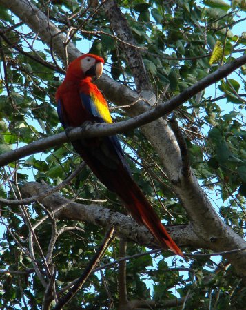 Photo (1): Scarlet Macaw
