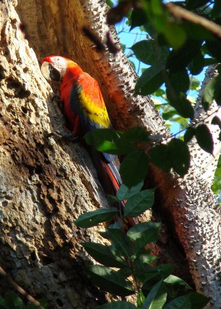 Photo (16): Scarlet Macaw
