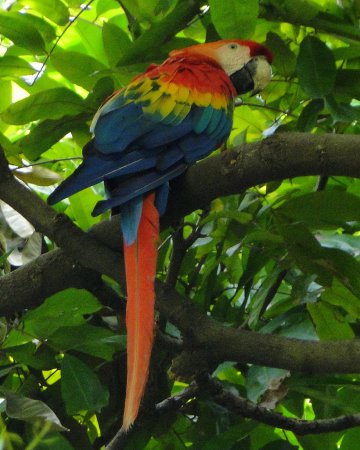 Photo (9): Scarlet Macaw