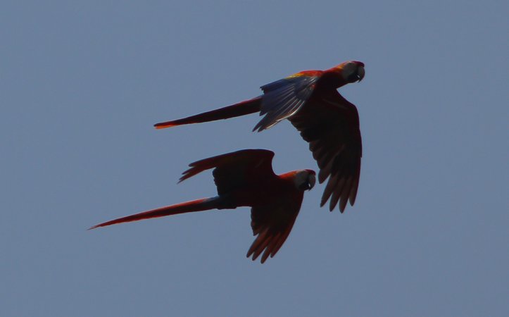 Photo (3): Scarlet Macaw