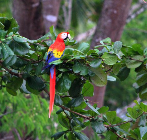 Photo (7): Scarlet Macaw