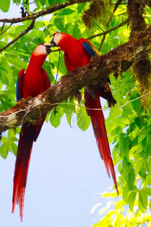 Photo (10): Scarlet Macaw