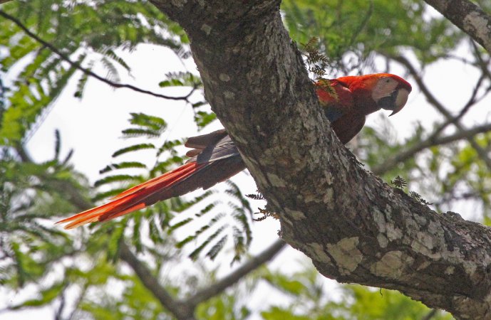 Photo (12): Scarlet Macaw