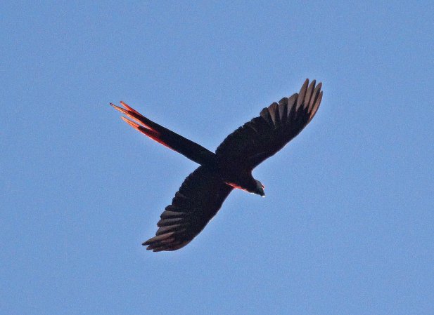 Photo (11): Scarlet Macaw
