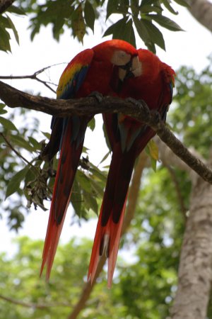 Photo (8): Scarlet Macaw