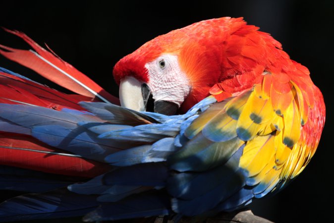 Photo (5): Scarlet Macaw