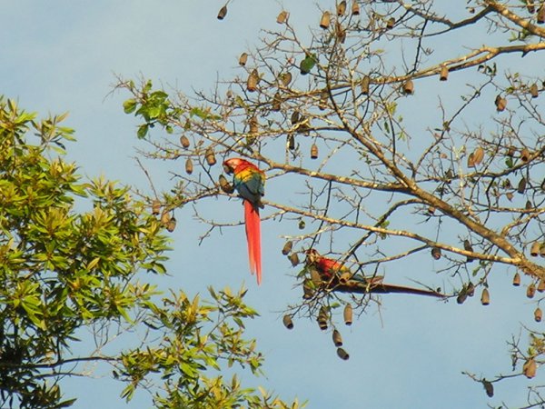 Photo (15): Scarlet Macaw