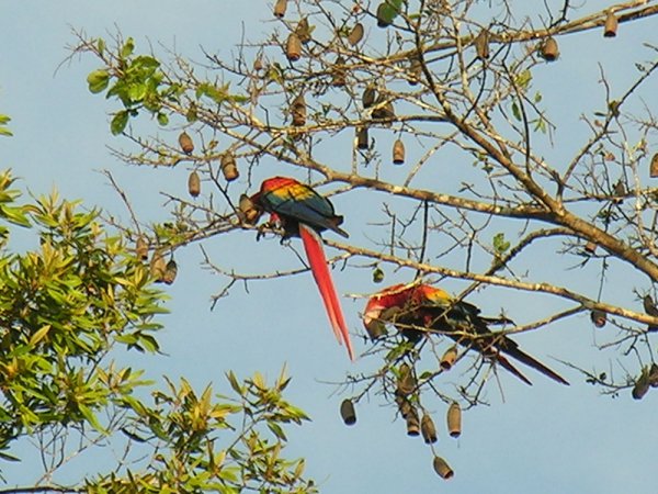 Photo (14): Scarlet Macaw