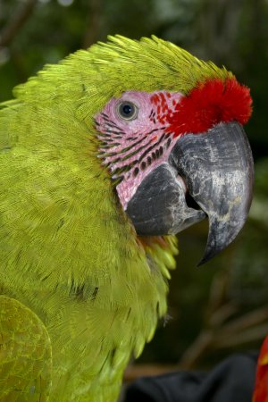 Photo (6): Military Macaw