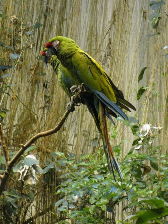 Photo (3): Military Macaw