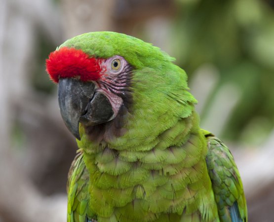 Photo (2): Military Macaw