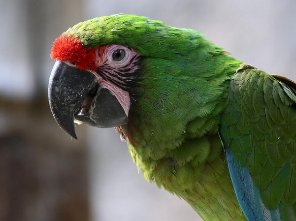 Photo (1): Military Macaw