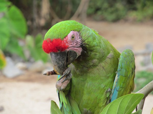 Photo (5): Military Macaw