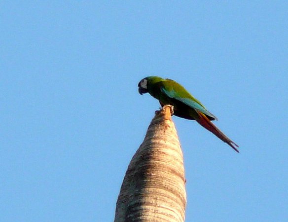 Photo (13): Chestnut-fronted Macaw