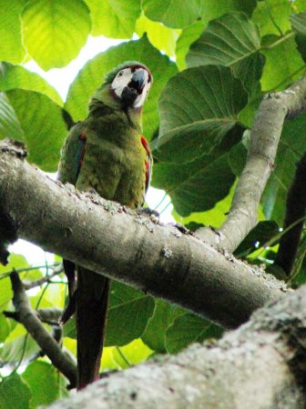 Photo (14): Chestnut-fronted Macaw