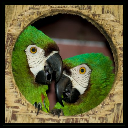 Photo (7): Chestnut-fronted Macaw