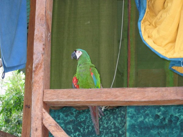 Photo (15): Chestnut-fronted Macaw