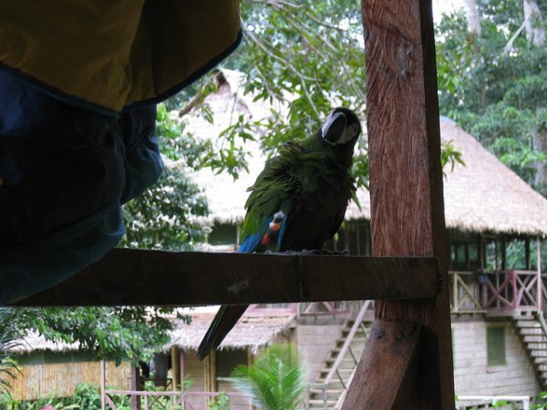 Photo (16): Chestnut-fronted Macaw
