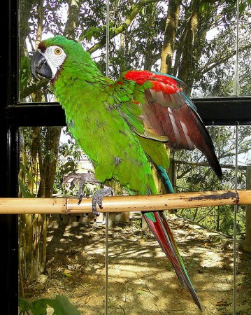 Photo (9): Chestnut-fronted Macaw