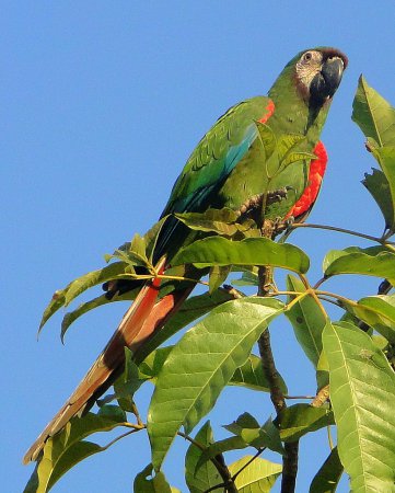 Photo (2): Chestnut-fronted Macaw