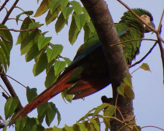 Photo (5): Chestnut-fronted Macaw