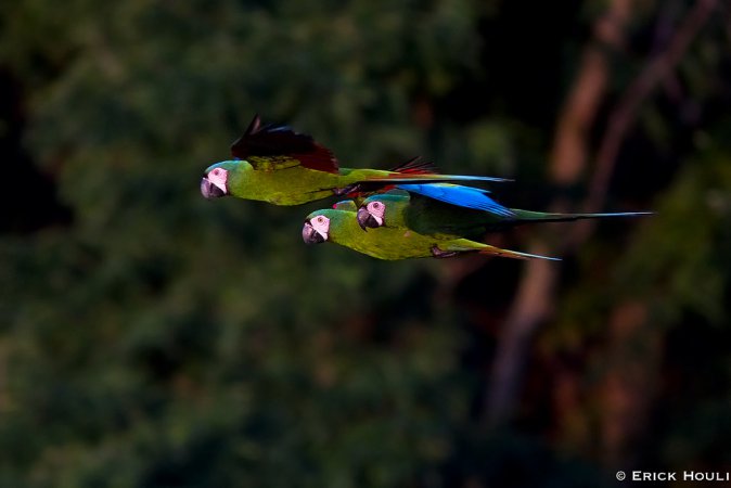 Photo (4): Chestnut-fronted Macaw