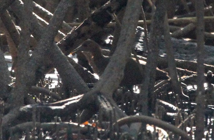 Photo (1): Rufous-necked Wood-Rail