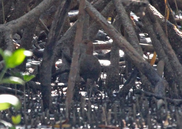 Photo (2): Rufous-necked Wood-Rail