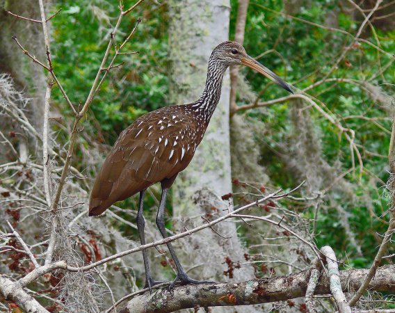 Photo (2): Limpkin