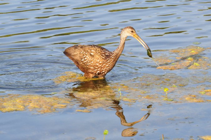 Photo (9): Limpkin