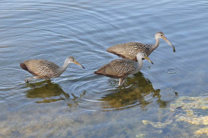 Photo (7): Limpkin